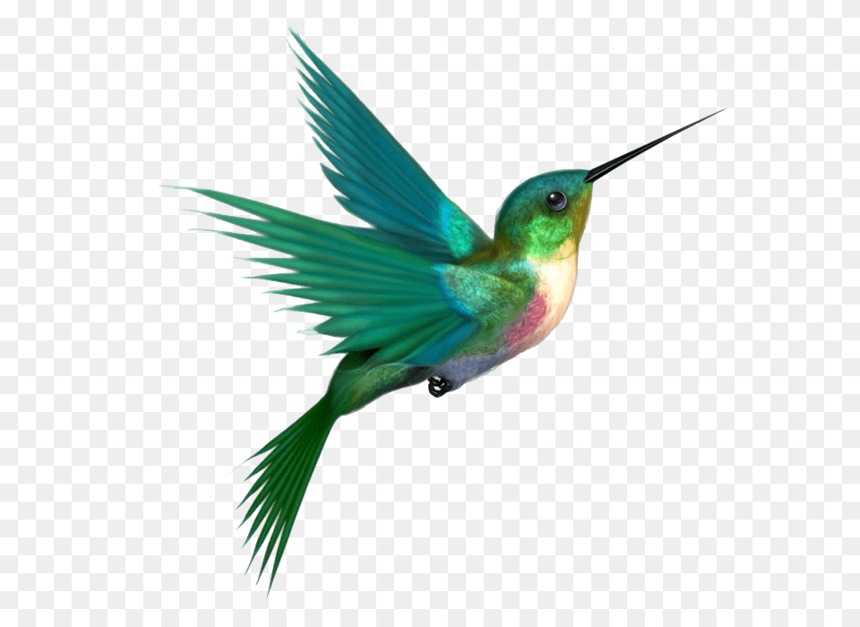 Hummingbird, Animal, Bird Free Png Download