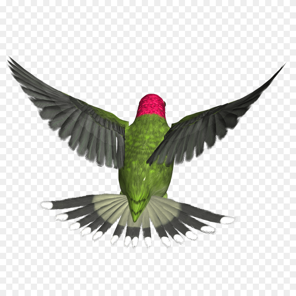 Hummingbird, Animal, Bird, Flying Png