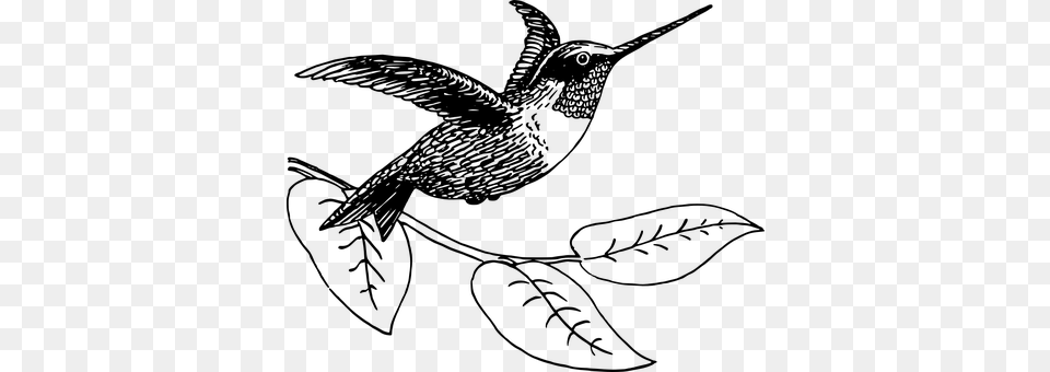 Hummingbird Gray Free Png