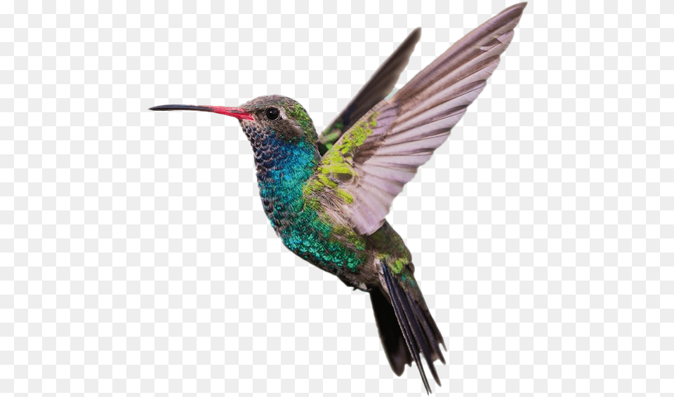 Hummingbird, Animal, Bird Free Png