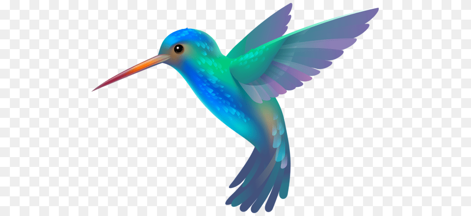 Hummingbird, Animal, Bird, Beak Free Transparent Png