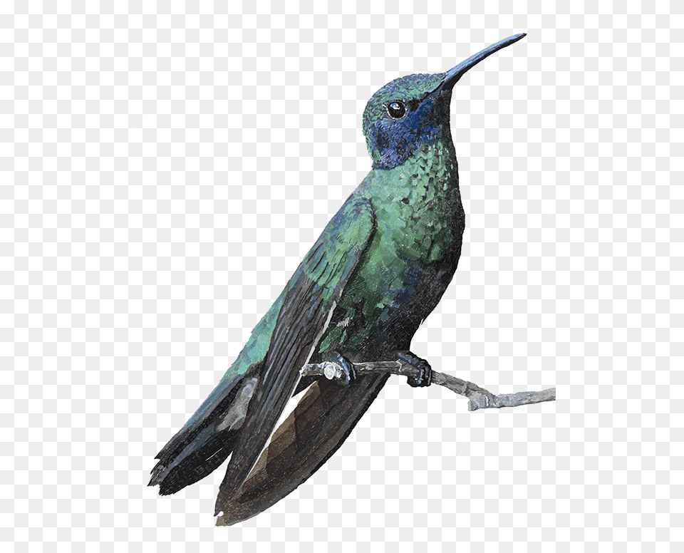 Hummingbird, Animal, Bird Free Transparent Png