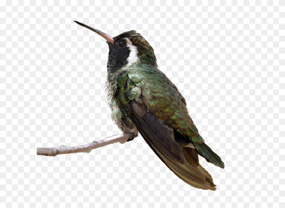 Hummingbird, Animal, Bird Free Png