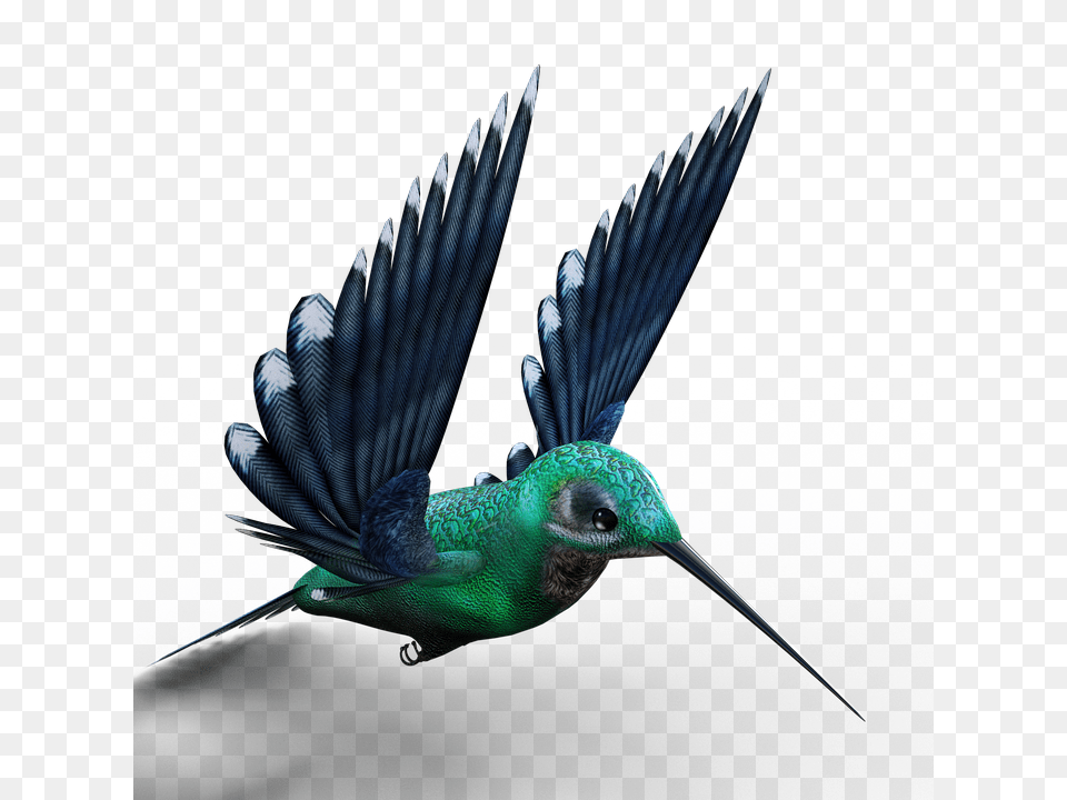 Hummingbird, Animal, Bird Png