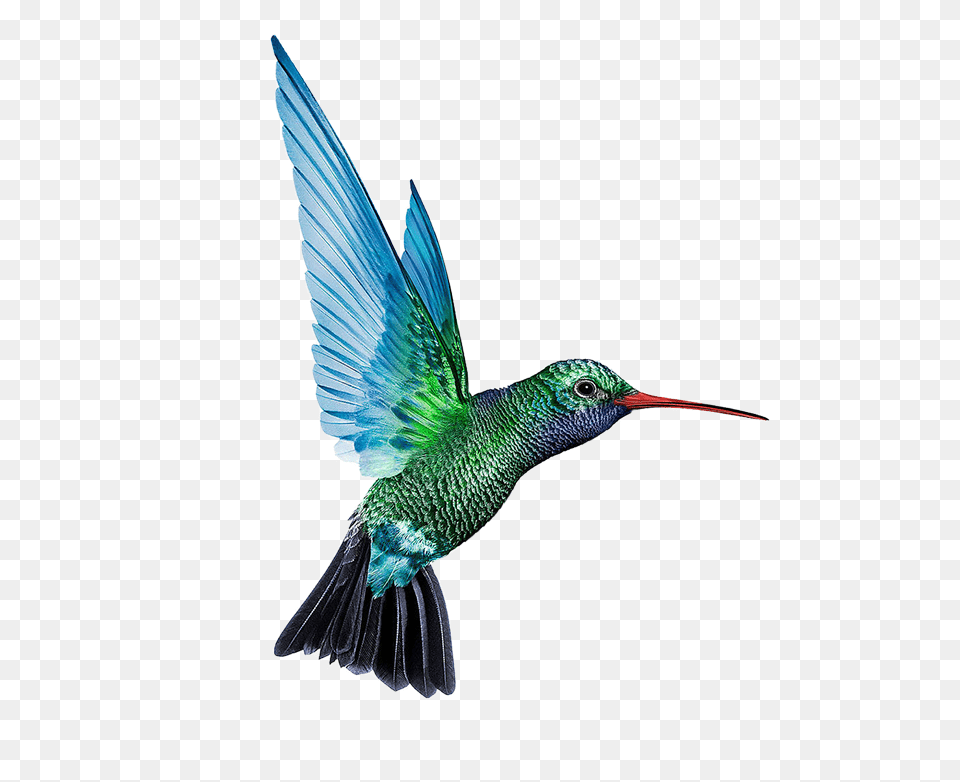 Hummingbird, Animal, Bird, Flying Png Image