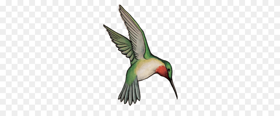 Hummingbird, Animal, Bird, Flying, Bee Eater Free Png Download