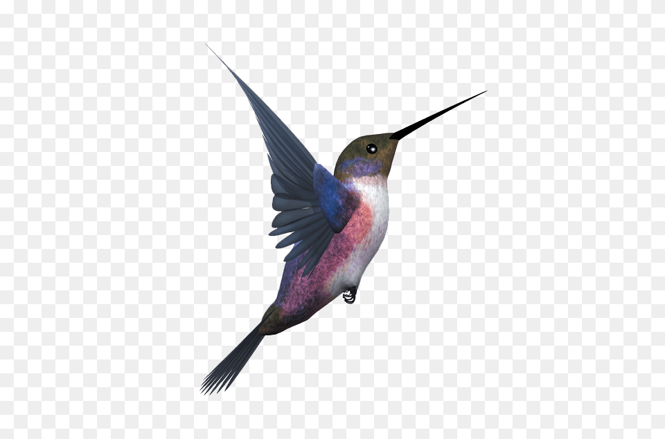 Hummingbird, Animal, Bird, Flying Free Png