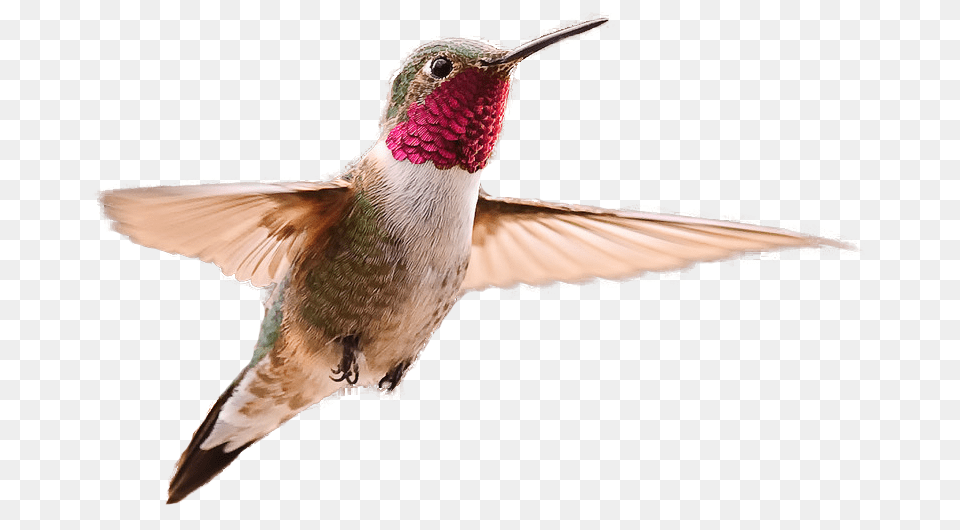 Hummingbird, Animal, Bird Free Png