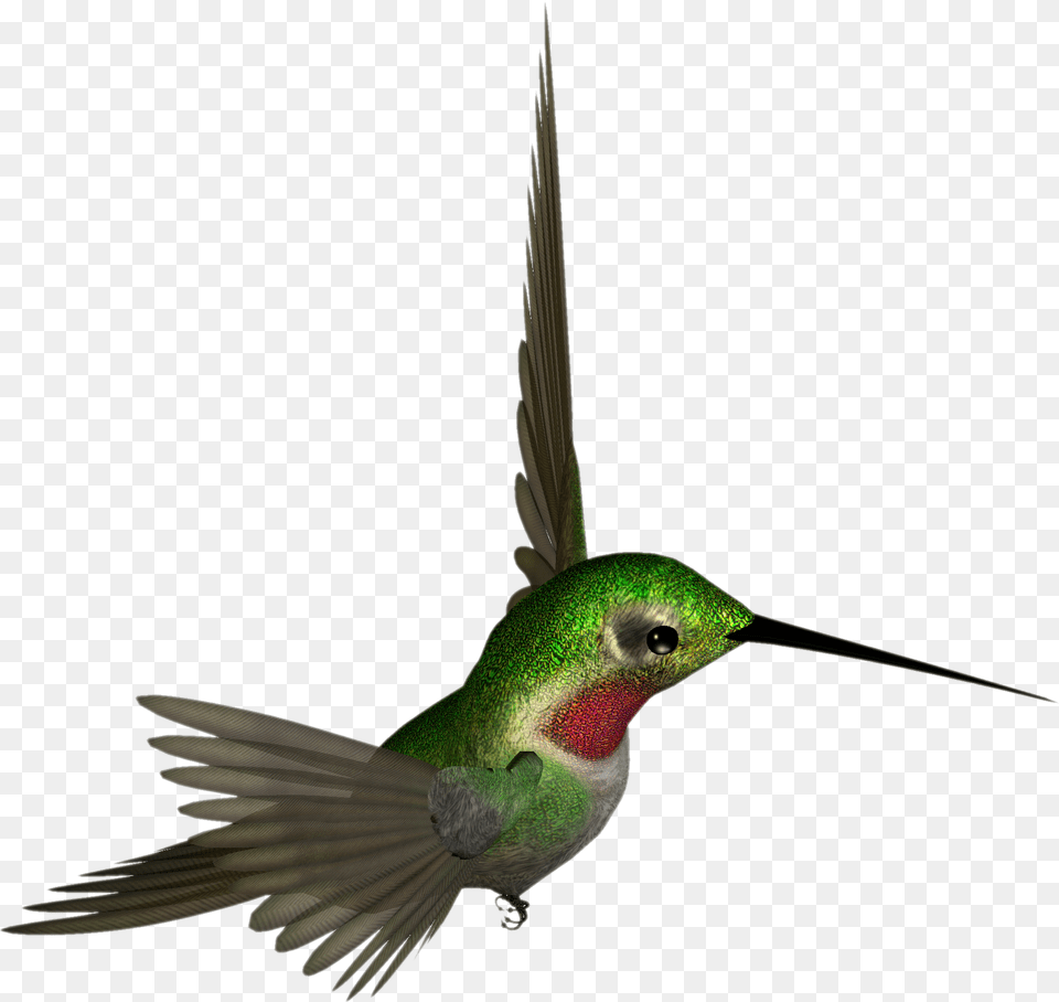 Hummingbird, Animal, Bird Png Image