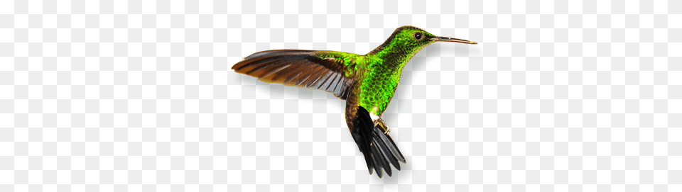 Hummingbird, Animal, Bird Png Image