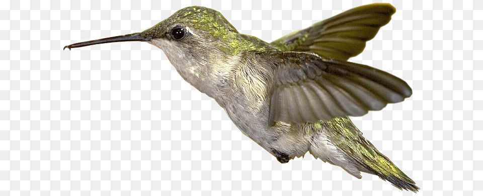 Hummingbird, Animal, Bird Free Png