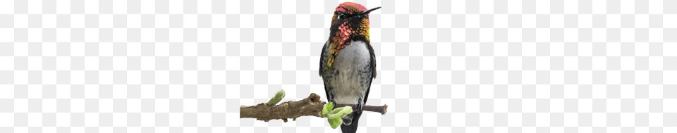 Hummingbird, Animal, Bird, Beak Png
