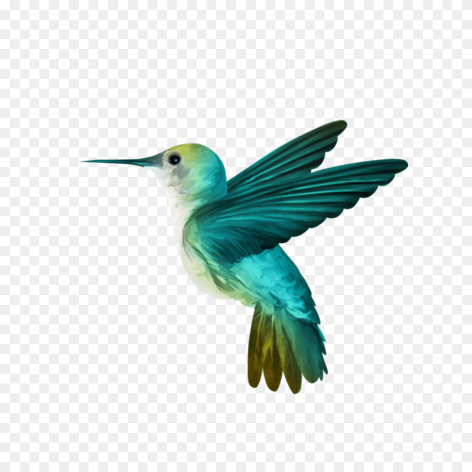 Hummingbird, Animal, Bird, Jay, Flying Png