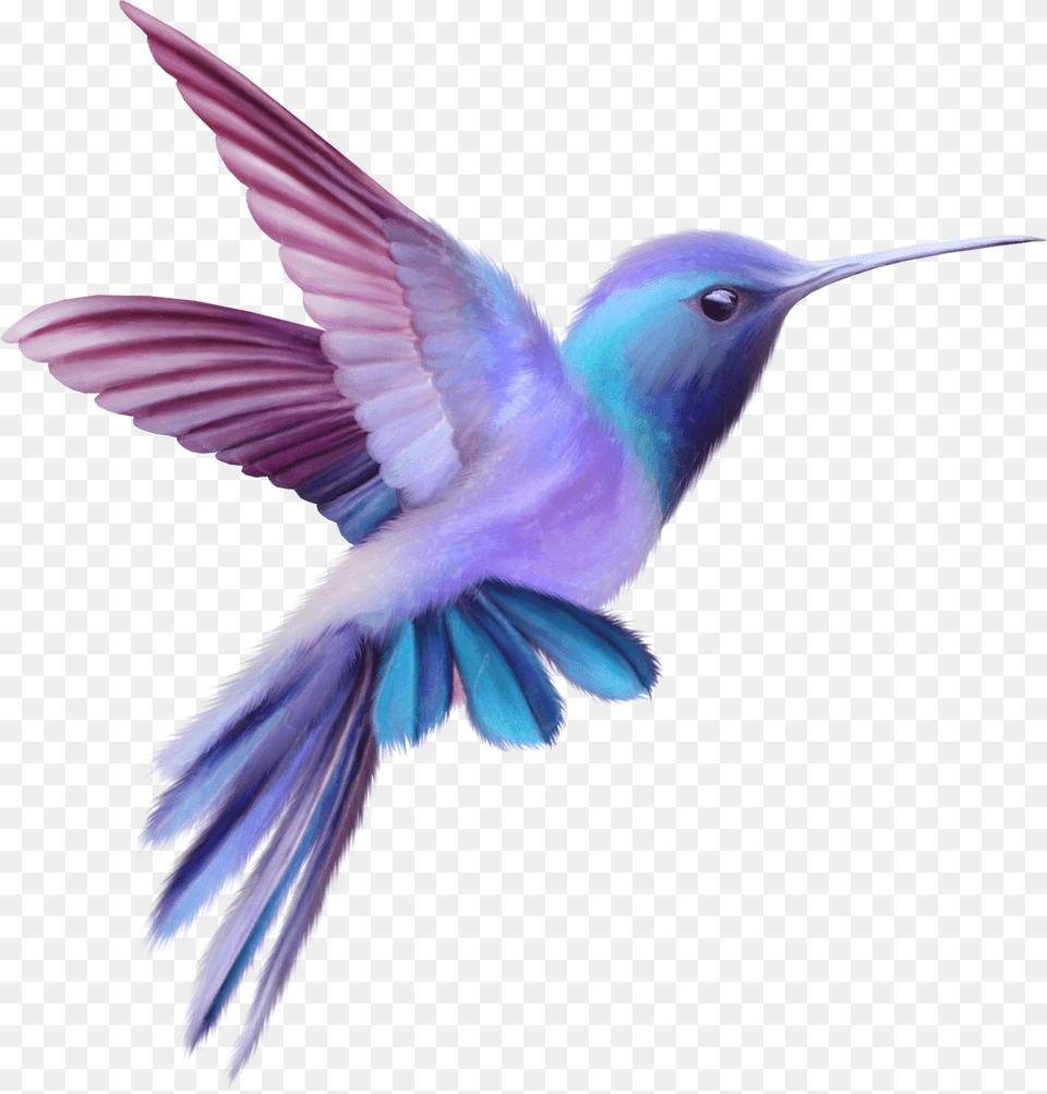 Hummingbird, Animal, Bird, Flying Png Image