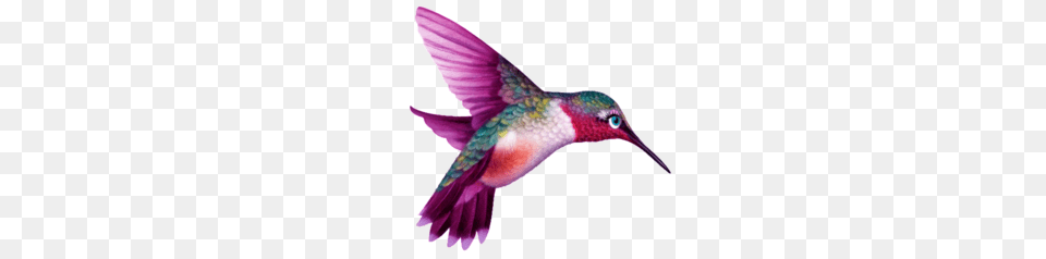 Hummingbird, Animal, Bird, Flying Free Transparent Png