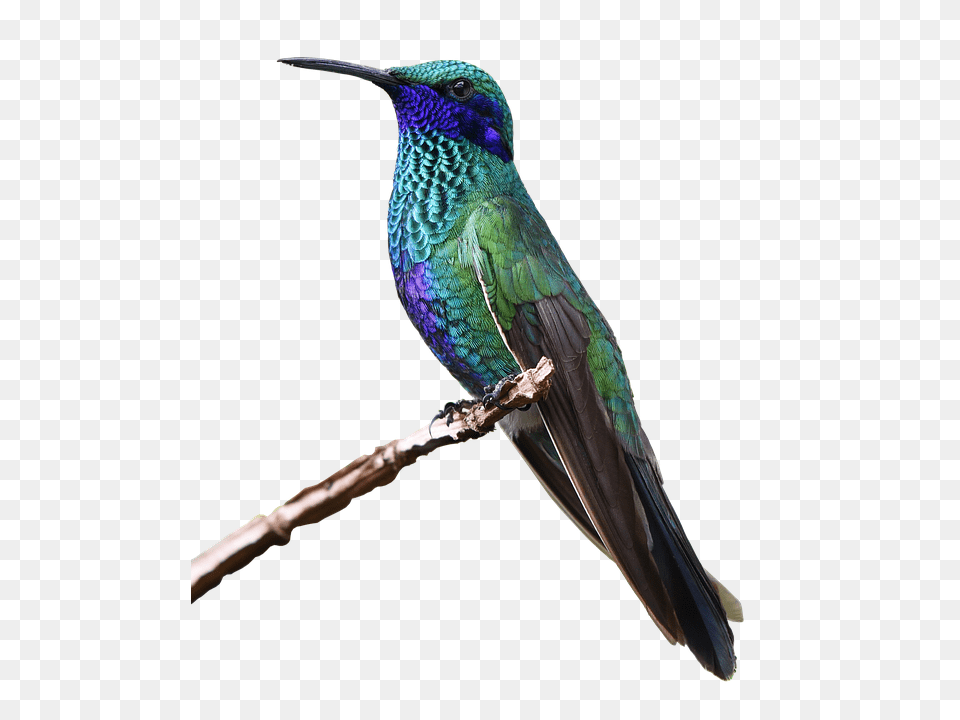 Hummingbird, Animal, Bird, Person Free Png