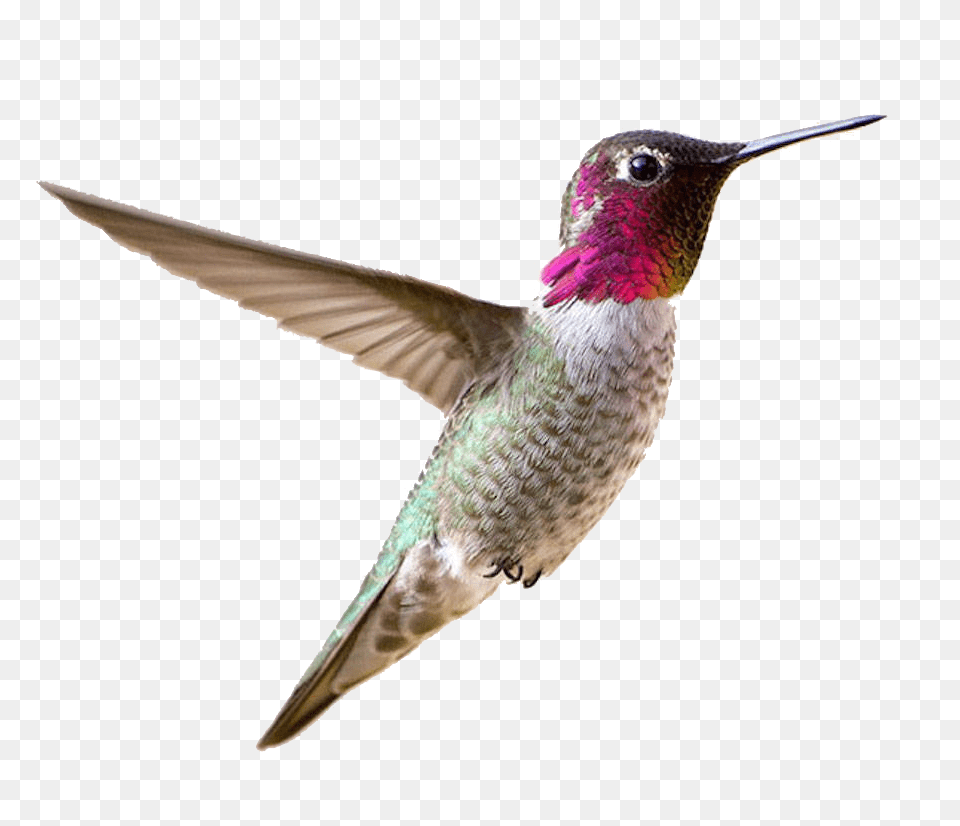 Hummingbird, Animal, Bird Free Png Download