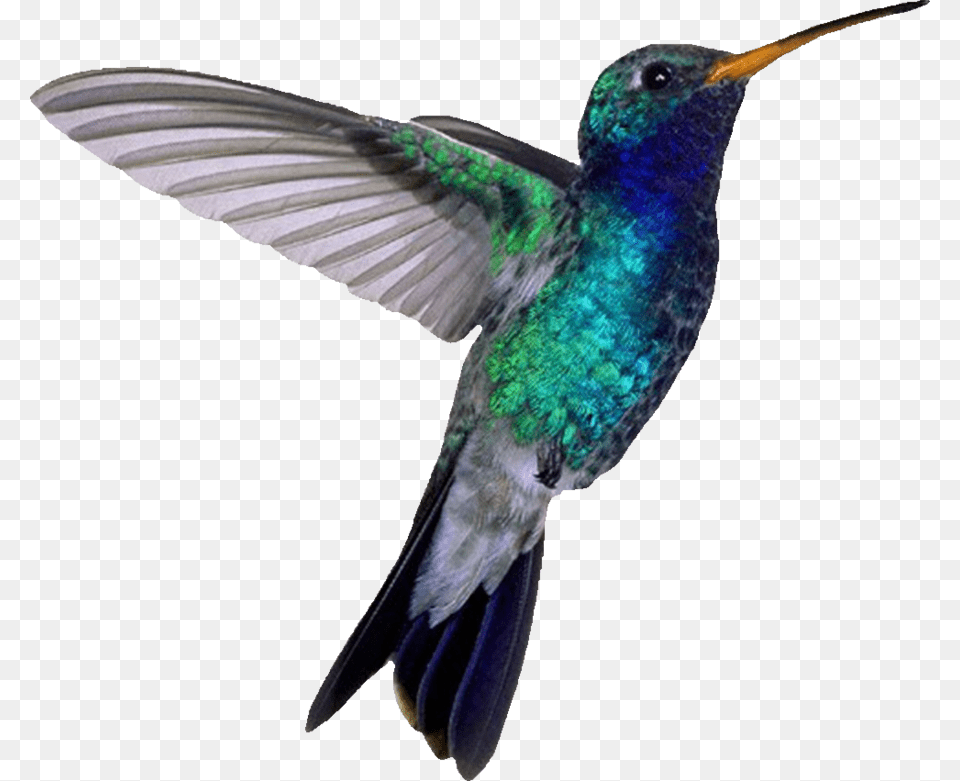 Hummingbird, Animal, Bird Free Png Download