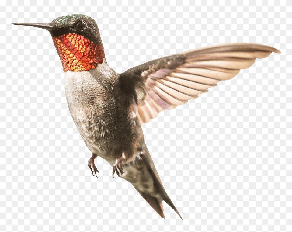 Hummingbird, Animal, Bird Png