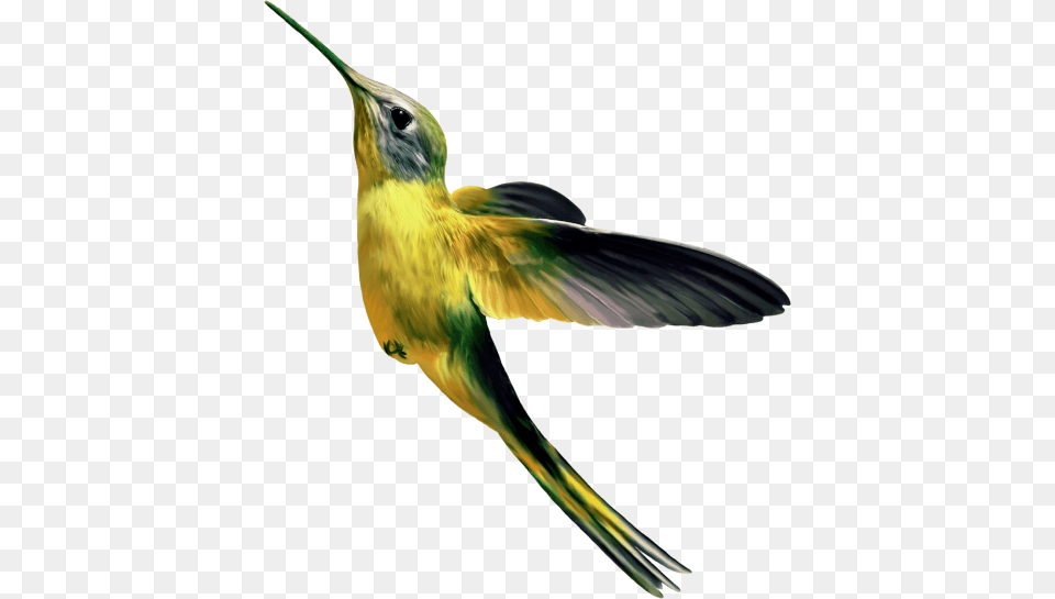 Hummingbird, Animal, Bird, Bee Eater Free Png Download
