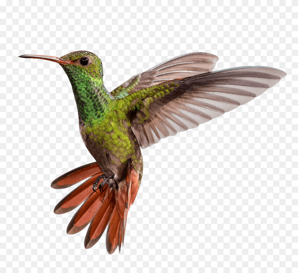 Hummingbird, Animal, Bird Free Png