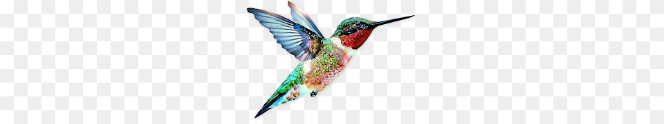 Hummingbird, Animal, Bird, Blade, Dagger Free Png Download