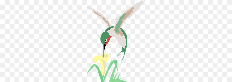 Hummingbird Animal, Beak, Bird Free Transparent Png