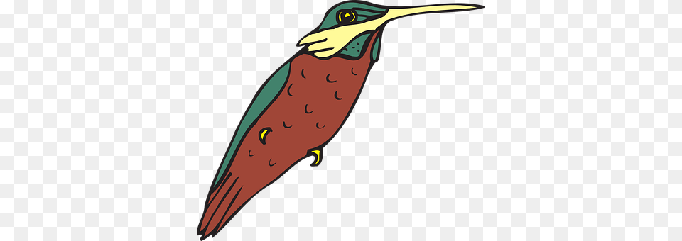 Hummingbird Animal, Beak, Bird, Bee Eater Png