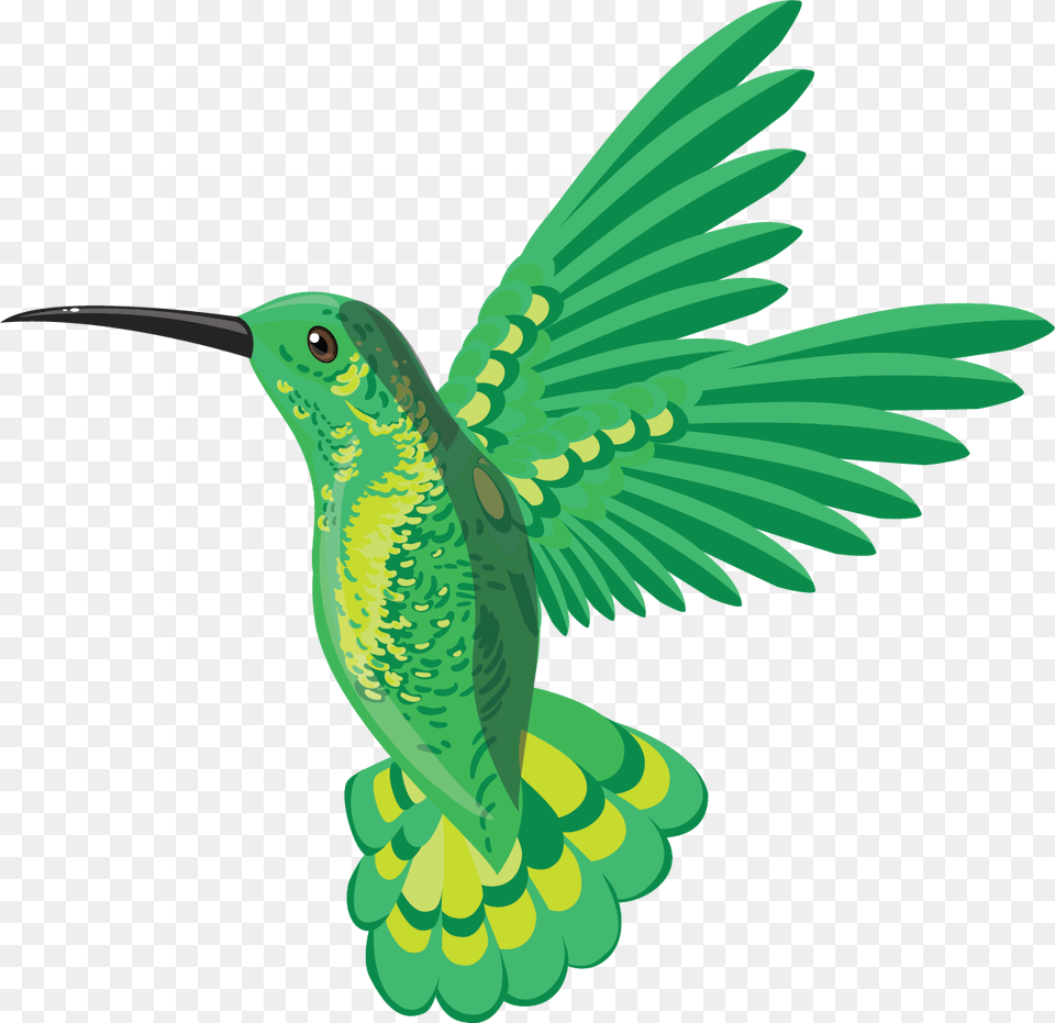 Hummingbird, Animal, Bird Free Transparent Png