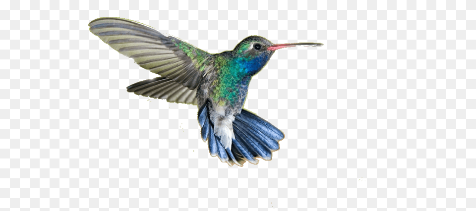 Hummingbird, Animal, Bird Free Png