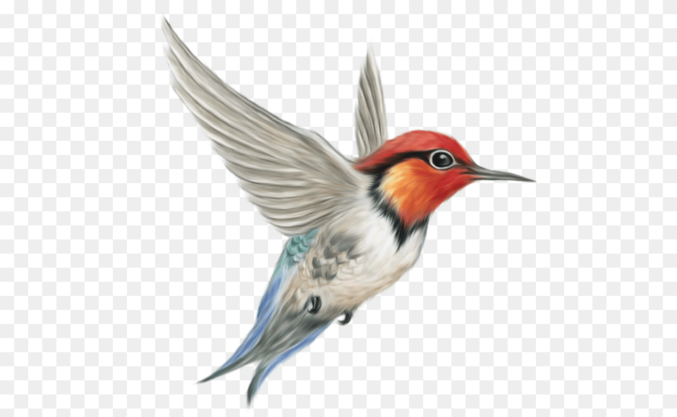 Hummingbird, Animal, Bird, Beak, Bee Eater Free Png