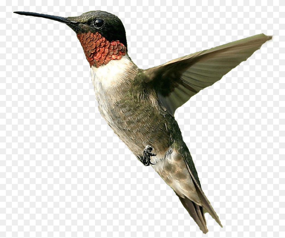 Hummingbird, Animal, Bird, Beak Free Png Download