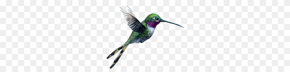 Hummingbird, Animal, Bird, Beak Free Png Download