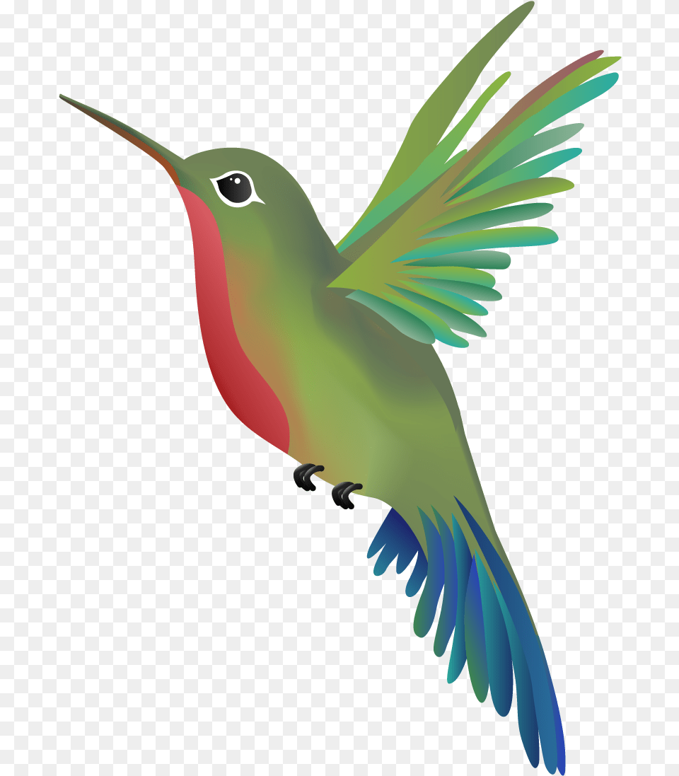 Hummingbird, Animal, Bird, Fish, Sea Life Free Png Download