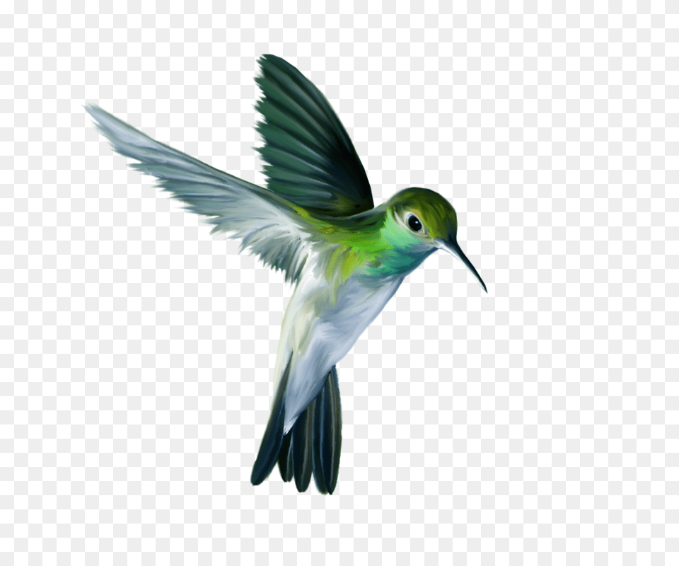 Hummingbird, Animal, Bird, Flying, Bee Eater Free Png Download