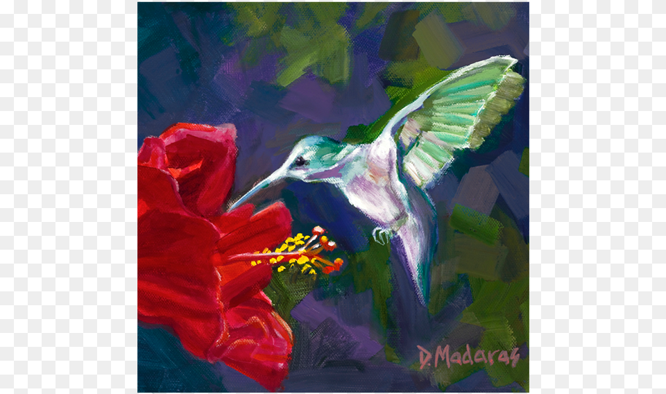 Hummingbird Amp The Hibiscus, Flower, Plant, Animal, Bird Png