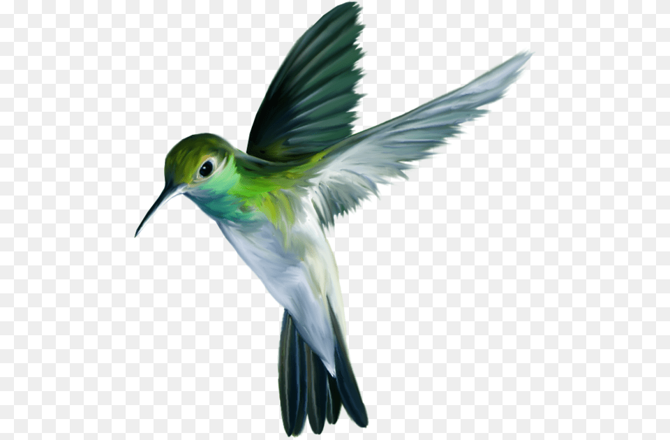 Hummingbird Art Picture Birds, Animal, Bird, Bee Eater, Flying Free Png Download