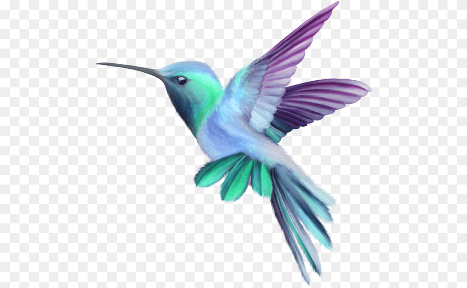 Hummingbird Art Transparent Image, Animal, Bird, Flying Free Png Download