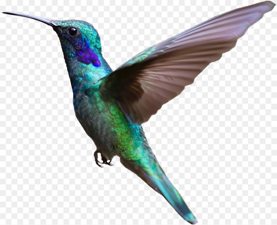 Hummingbird Bird Flight Clip Art Bird Flying With Transparent Background, Animal Png