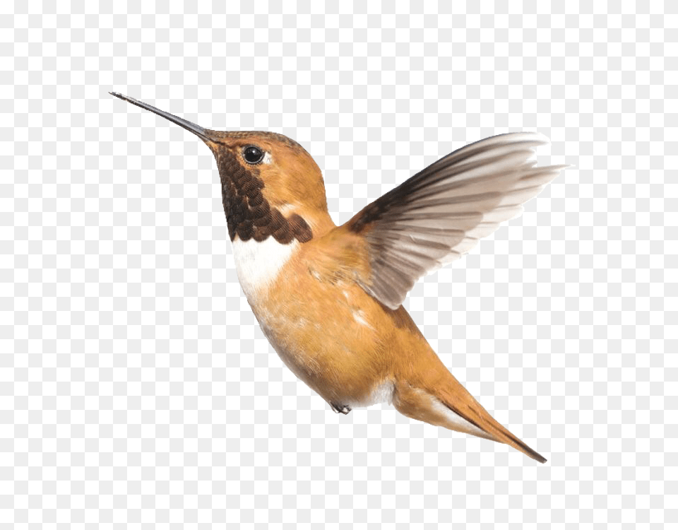 Hummingbird Bird Lovelypngs Usewithcredit Bird, Animal Png