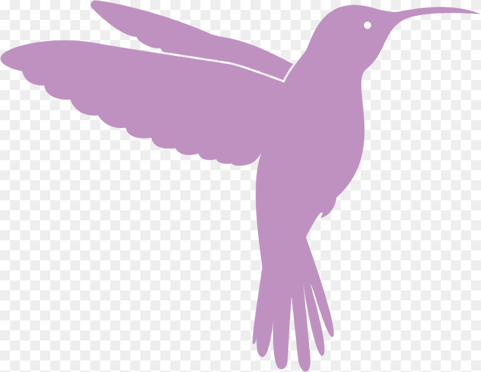 Hummingbird Blogs U2013 Sings Hummingbird, Animal, Bird, Flying Png