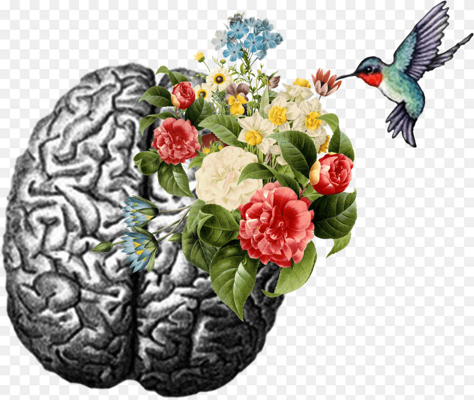 Hummingbird Brain Sticker Emotional Intelligence Psychology Today, Plant, Flower, Flower Arrangement, Animal Free Transparent Png