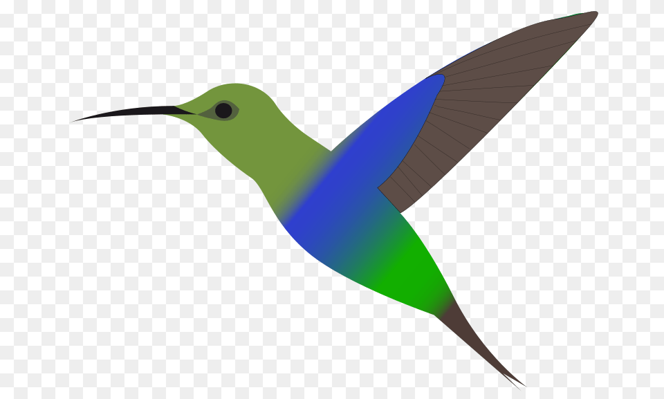 Hummingbird Clipart, Animal, Bird Free Transparent Png