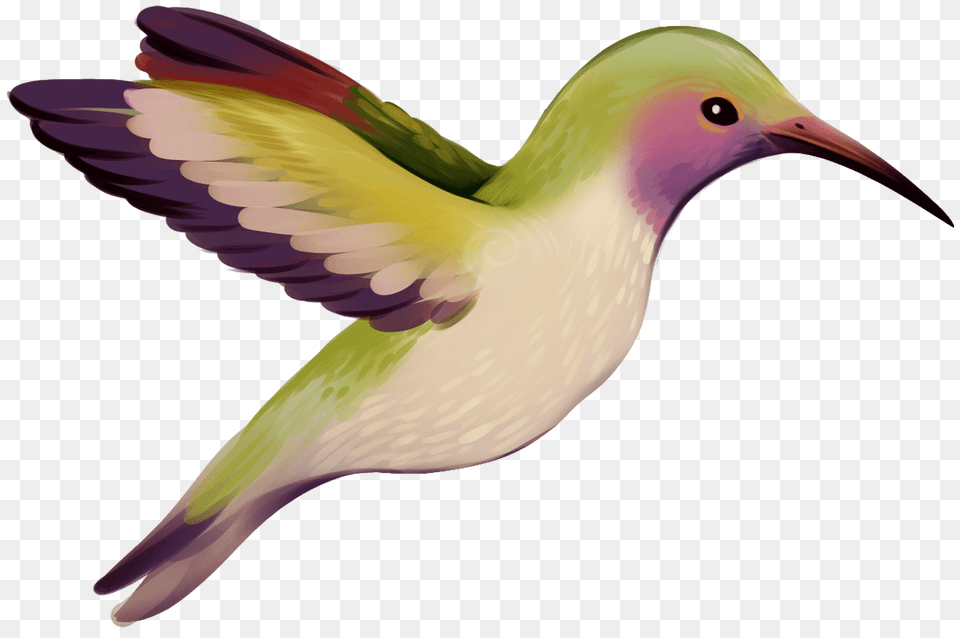 Hummingbird Clipart, Animal, Beak, Bird Free Transparent Png
