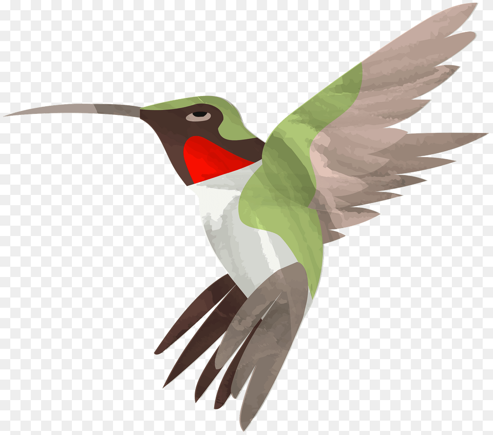 Hummingbird Clipart, Animal, Bird, Beak, Fish Png Image