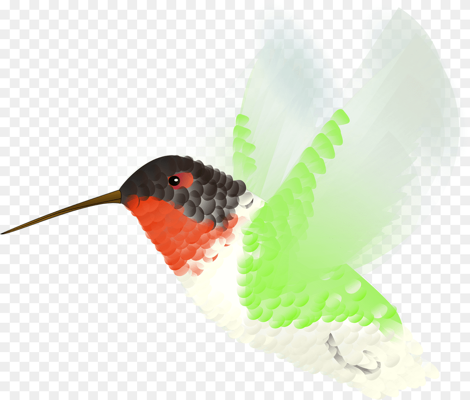 Hummingbird Clipart, Animal, Bird Png