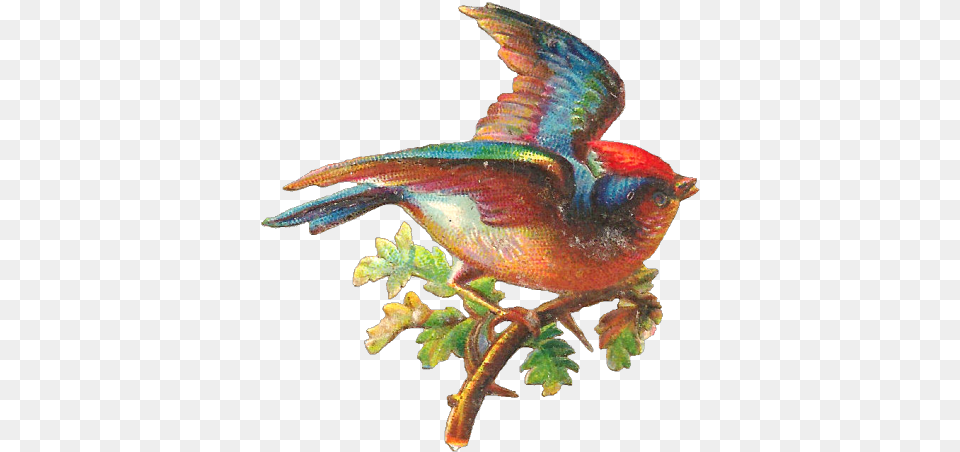Hummingbird Clipart Beautiful Bird Pretty Bird Vintage Bird, Animal, Finch, Fish, Sea Life Png Image