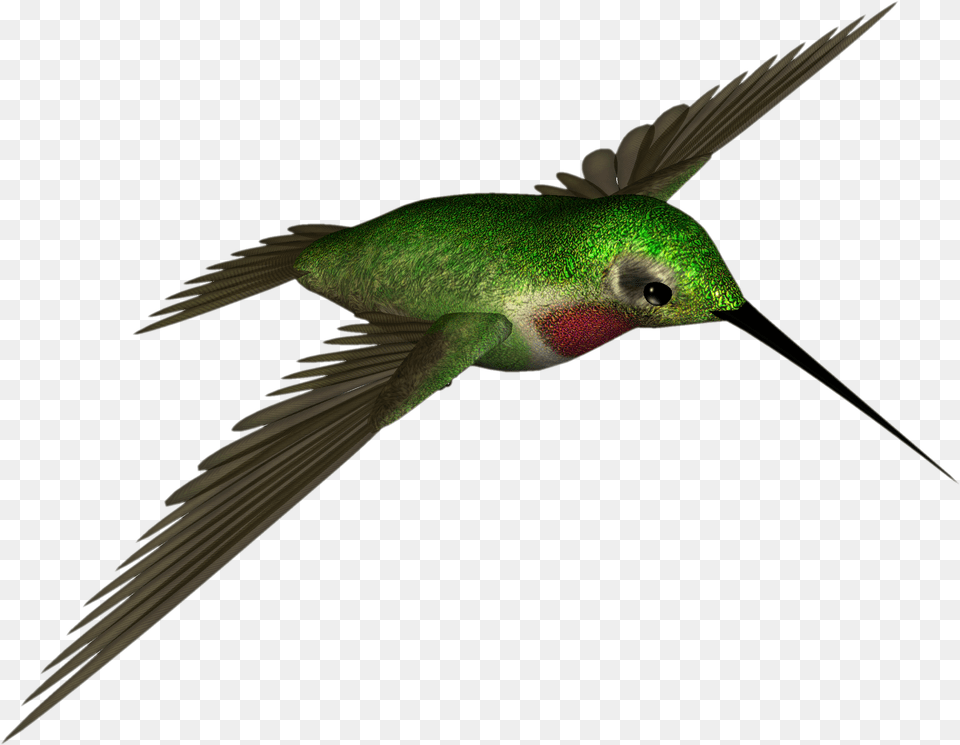 Hummingbird Clipart Colored Bird Dr Hummingbird, Animal Free Transparent Png