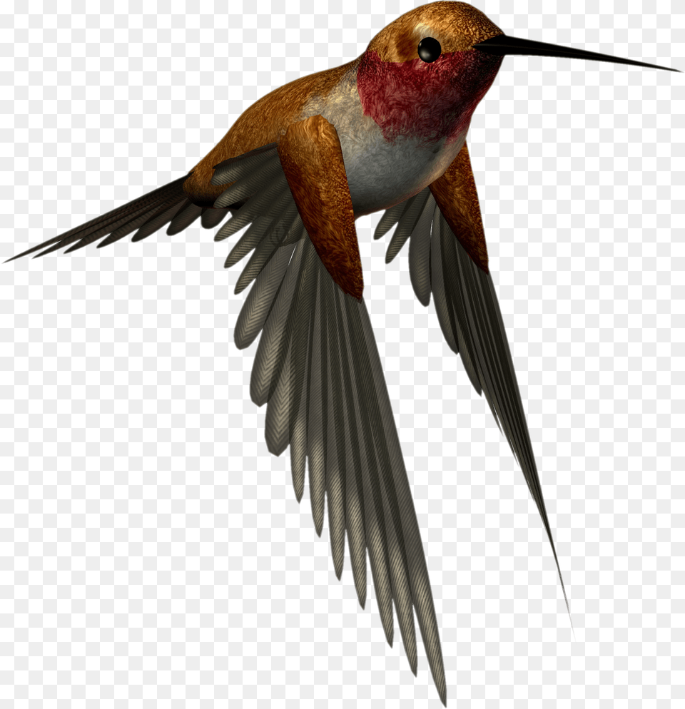 Hummingbird Clipart High Resolution Images Download, Animal, Bird, Flying Free Png