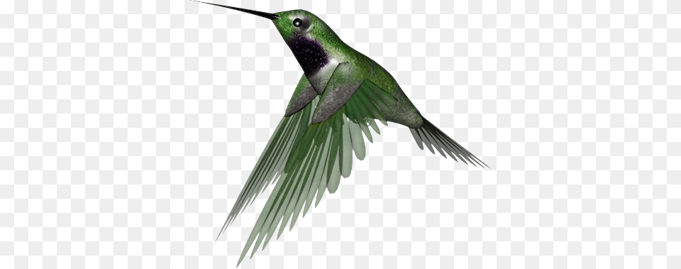 Hummingbird Clipart Humming Bird, Animal Free Png Download